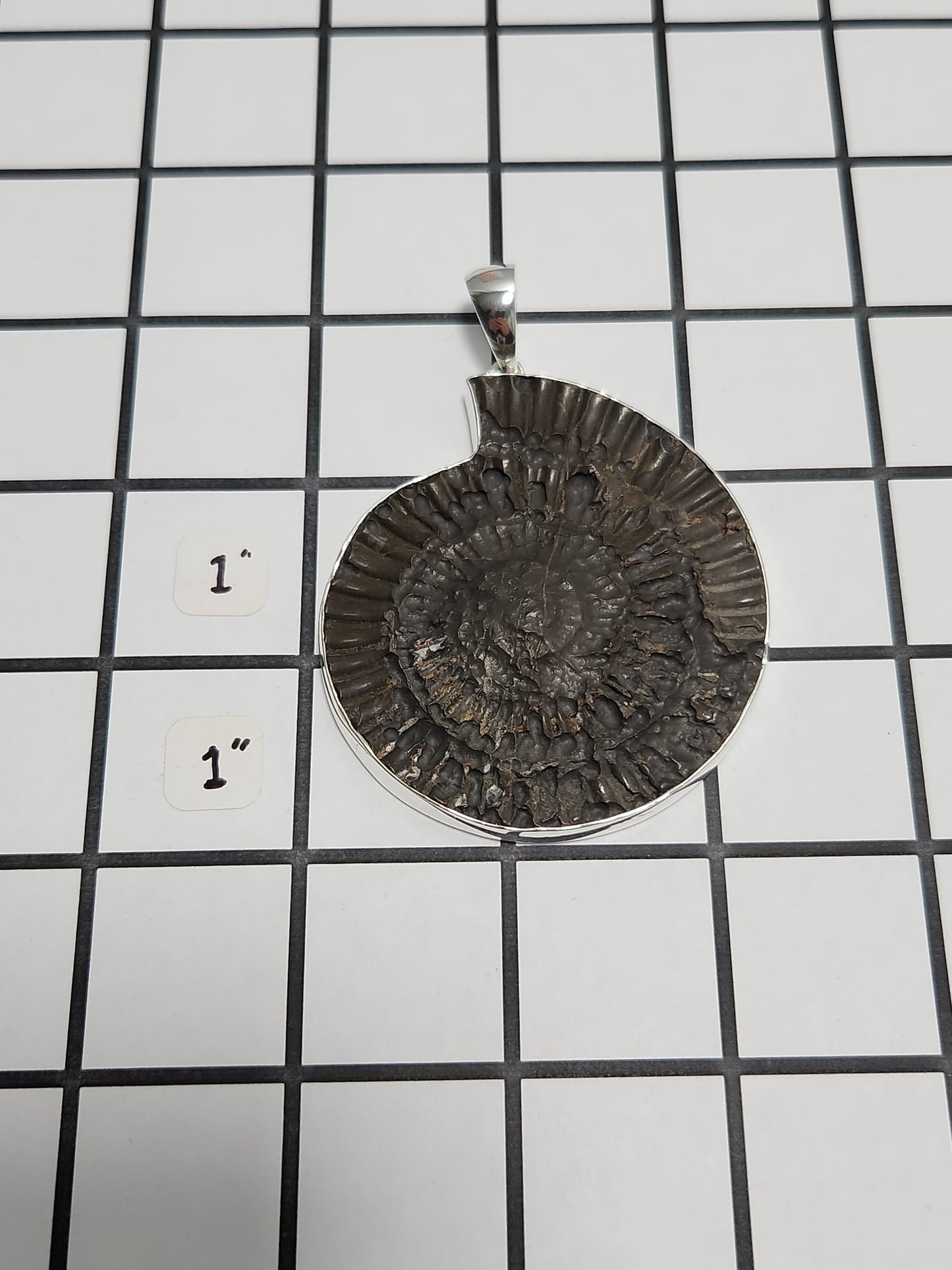 Ammonite Fossil Pendant